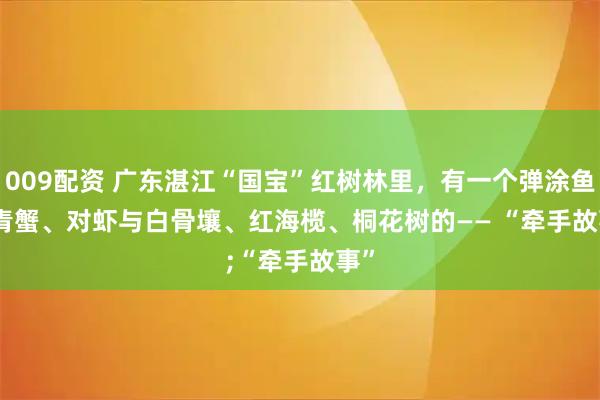 009配资 广东湛江“国宝”红树林里，有一个弹涂鱼、青蟹、对虾与白骨壤、红海榄、桐花树的—— “牵手故事”